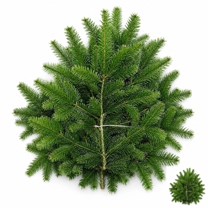 ABIES NORDMAN KILO