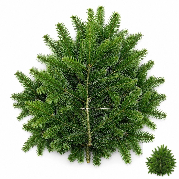 <h4>ABIES NORDMAN KILO</h4>