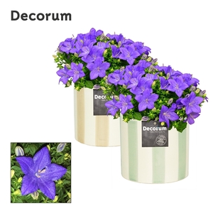 Campanula 'Napoli' Decorum Eline