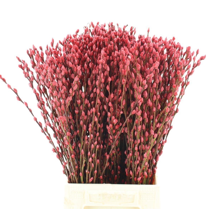 <h4>SALIX  SN FLA KLB H%</h4>