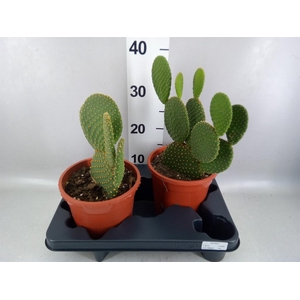 Opuntia microdasys var. pallida