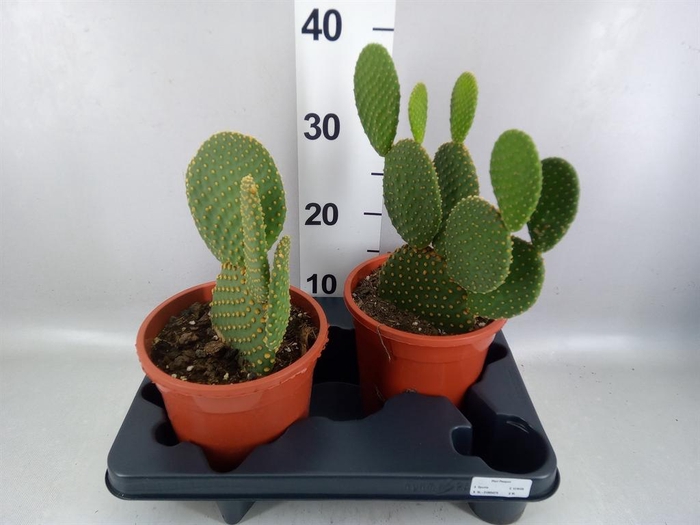 <h4>Opuntia microdasys var. pallida</h4>