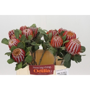 Banksia Coccinea