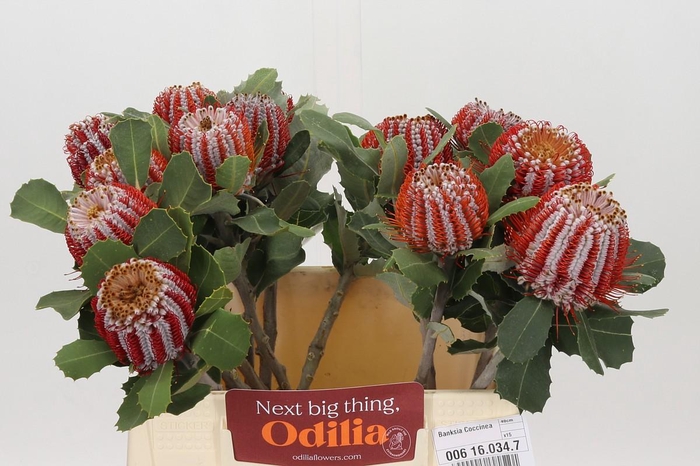 <h4>Banksia Coccinea</h4>