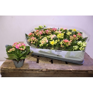 arr8 Kal Ge Rf Gem 5 Kl