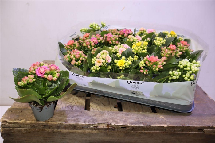 arr8 Kal Ge Rf Gem 5 Kl