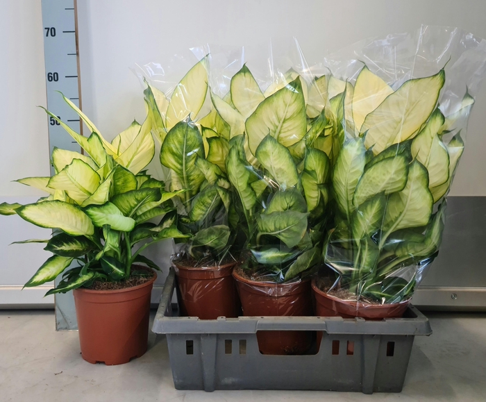 <h4>DIEFF SUMMER STYLE</h4>