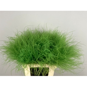 Stypha Green