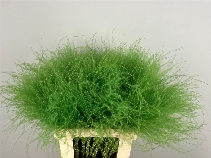 <h4>Stypha Green</h4>