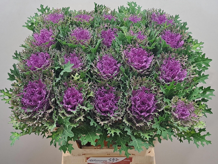 <h4>BRASS CRANE QUEEN</h4>