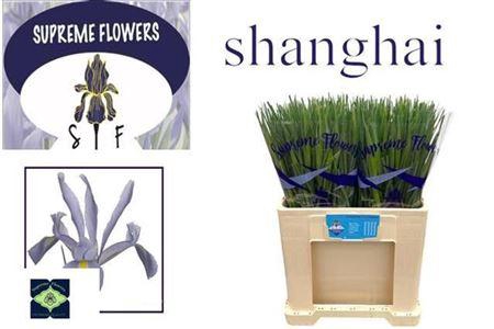 <h4>Iris Shanghai</h4>