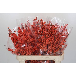 Ilex winter gold