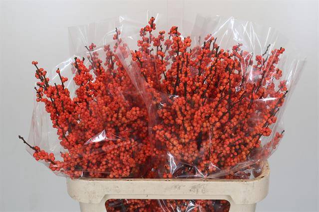 <h4>Ilex winter gold</h4>