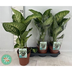 Dieff Se Tropic Snow