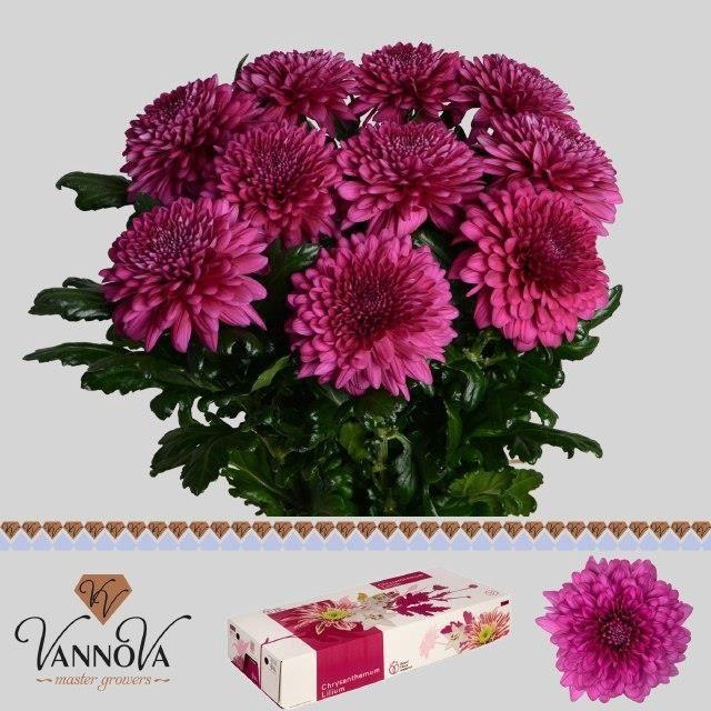 <h4>Chr g Lamira</h4>