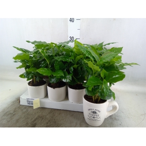 Coffea arabica