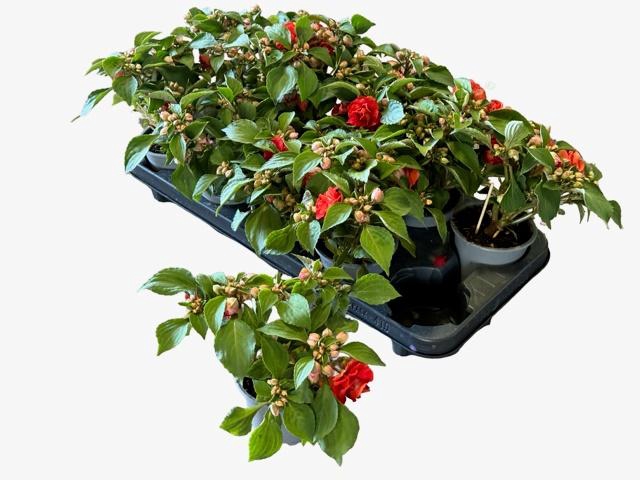 <h4>IMP DEZIRE CHERRY</h4>