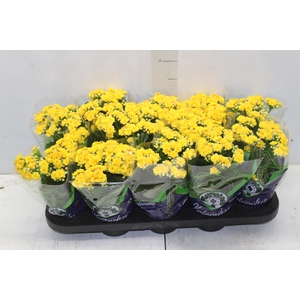 KALANCHOE DOBRADO P11 AMARELO