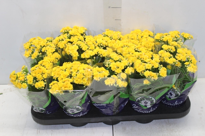<h4>KALANCHOE DOBRADO P11 AMARELO</h4>
