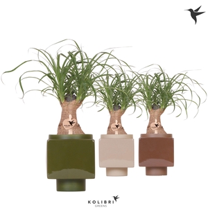 Kolibri Greens Beaucarnea in Cube pot mix