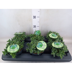 Delosperma echinatum