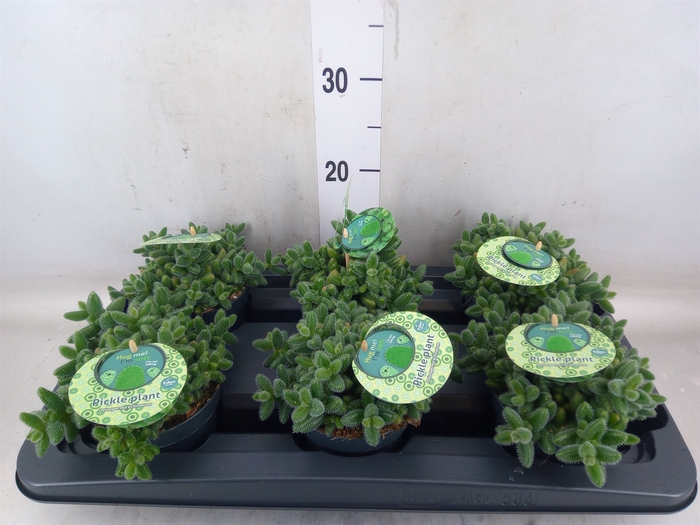 <h4>Delosperma echinatum</h4>
