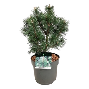 Pinus mugo 'Columnaris'