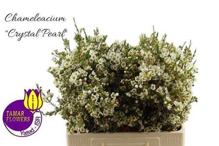 <h4>Chame Crystal Pearl</h4>