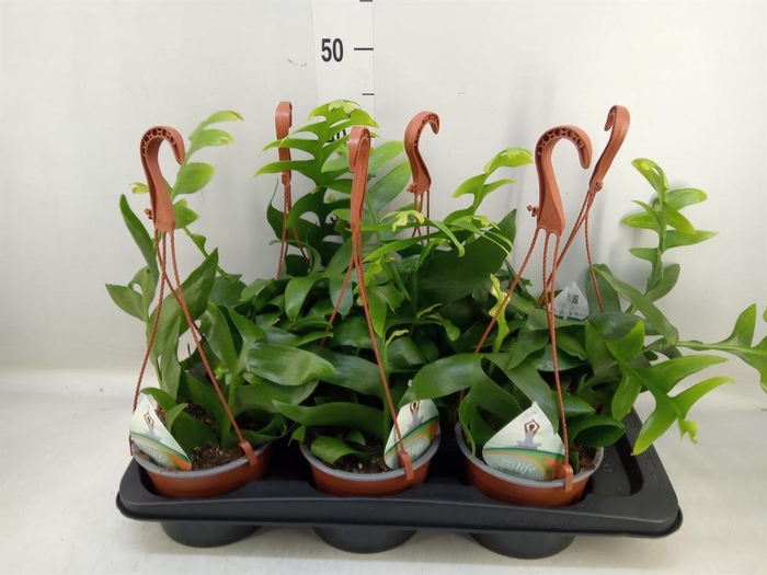 <h4>Epiphyllum   ...</h4>