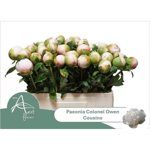 PAEO COL OWEN COUSIN
