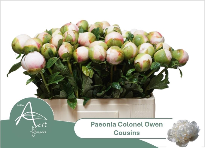 <h4>PAEO COL OWEN COUSIN</h4>