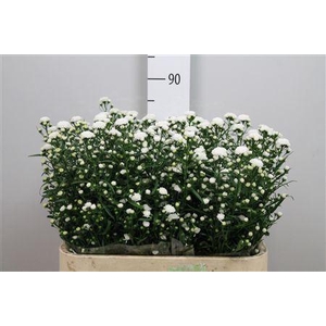 Aster  'Cassy'
