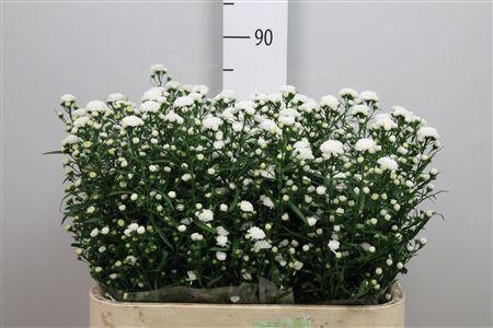 <h4>Aster  'Cassy'</h4>