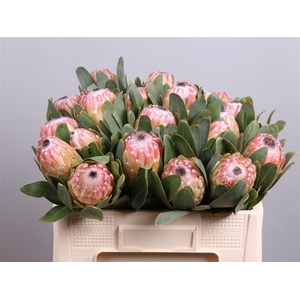 Protea  'Susara'