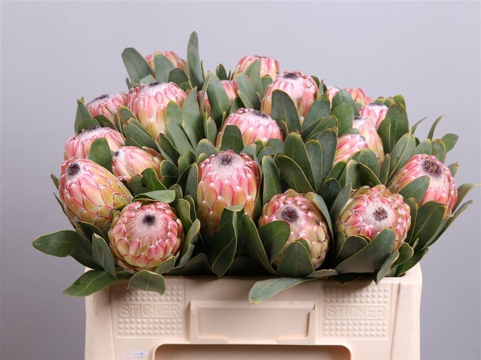 <h4>Protea  'Susara'</h4>