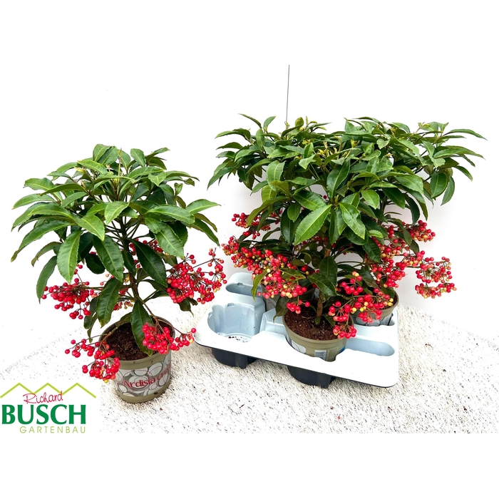 <h4>Ardisia Crenata 14Ø 40cm</h4>