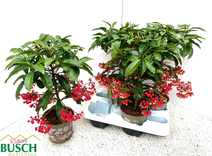 Ardisia Crenata 14Ø 40cm
