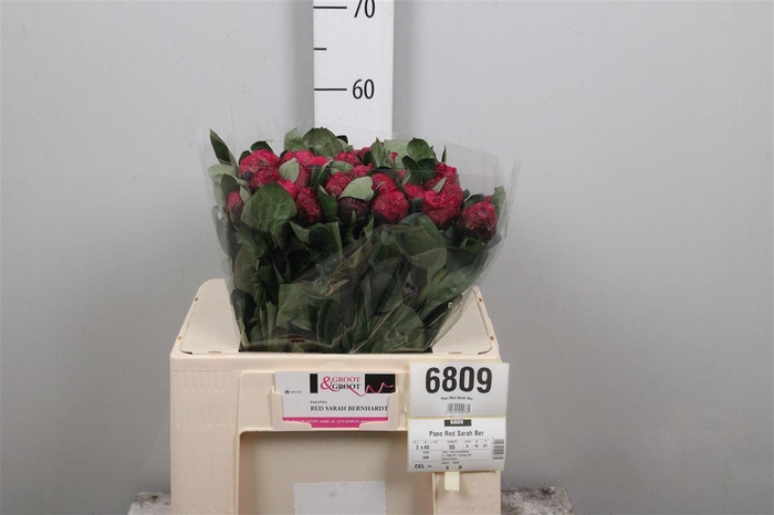 <h4>Paeo Red Sarah Ber</h4>