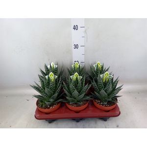 Aloe aristata 'Tiki Tahi'