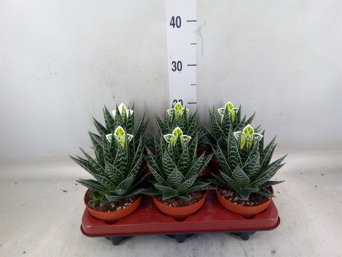 <h4>Aloe aristata 'Tiki Tahi'</h4>