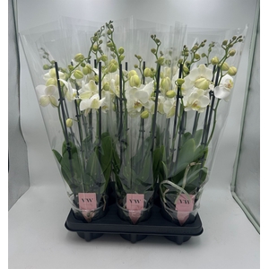 Phalaenopsis  'Ant Inverness'