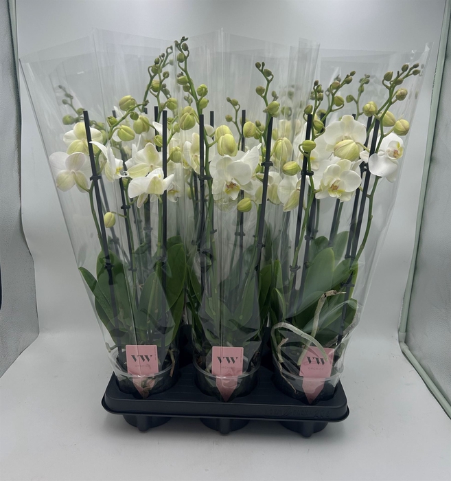 <h4>Phalaenopsis  'Ant Inverness'</h4>
