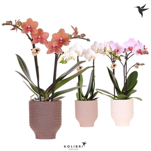 Kolibri Orchids Phalaenopsis mix 2 spike in Beach pot mix