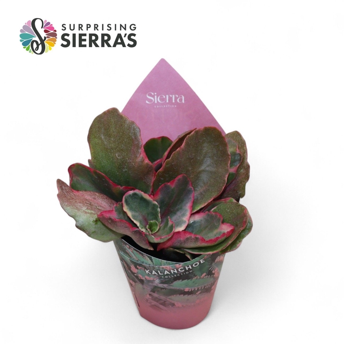 Kalanchoe Variagata Multicolor (Sierra) Sierra Collection