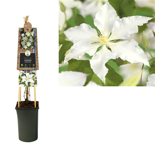 <h4>Clematis 'Gladys Picard' 3.0 label</h4>