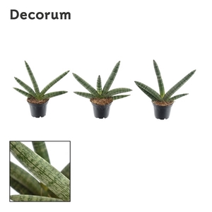 Sansevieria Skyline 7 cm (Decorum)