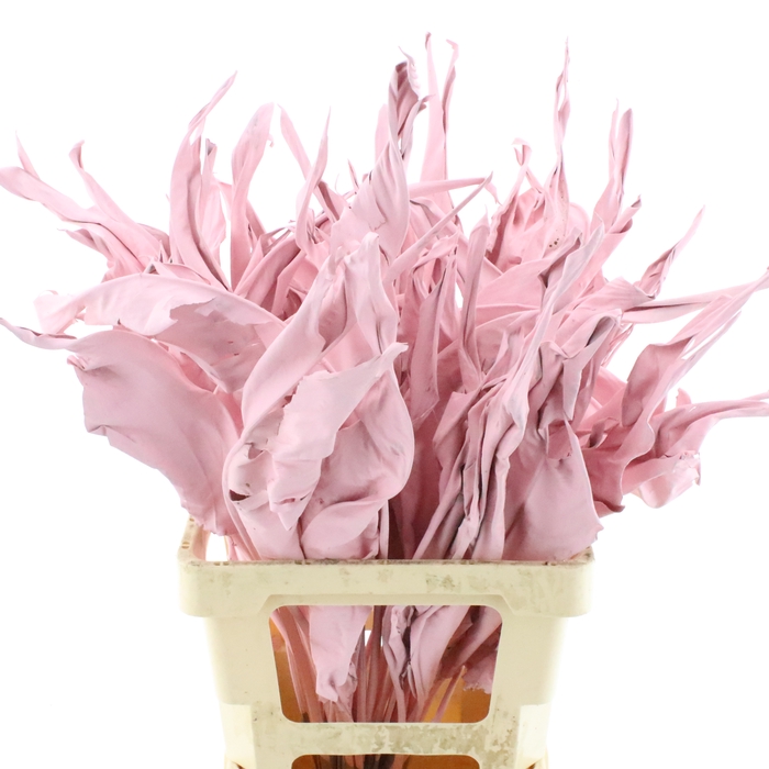 <h4>Dried Strelitzia Leaf Pink</h4>