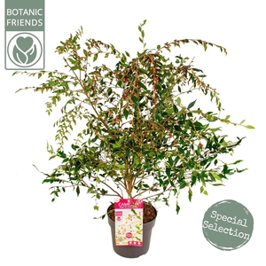 Camellia 'Cupido' ® Premium