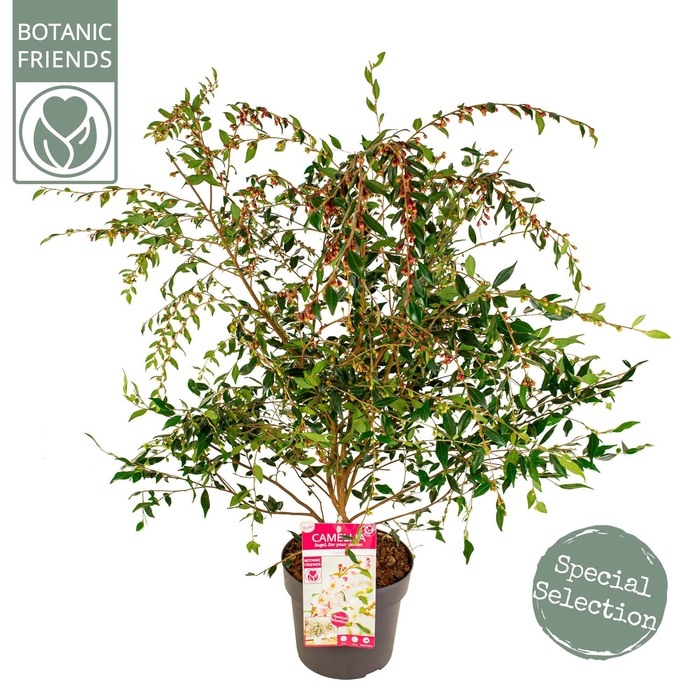 <h4>Camellia 'Cupido' ® Premium</h4>