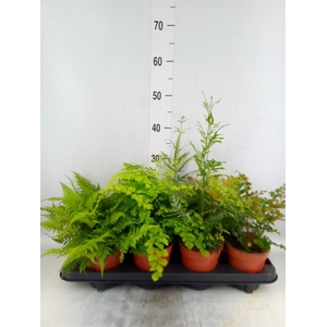 Ferns ...mix